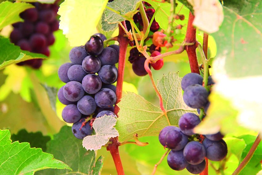 Segunda colheita de uva amplia tempo e quantidade de produção