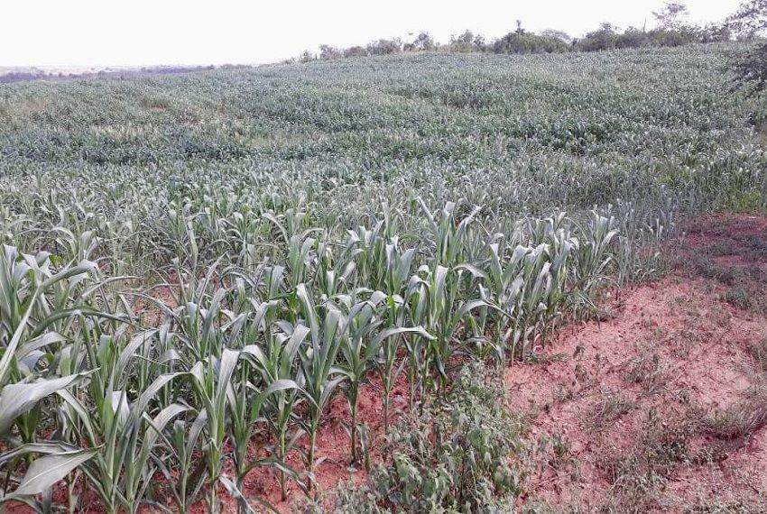 Estiagem reduz a produção de grãos em Sergipe