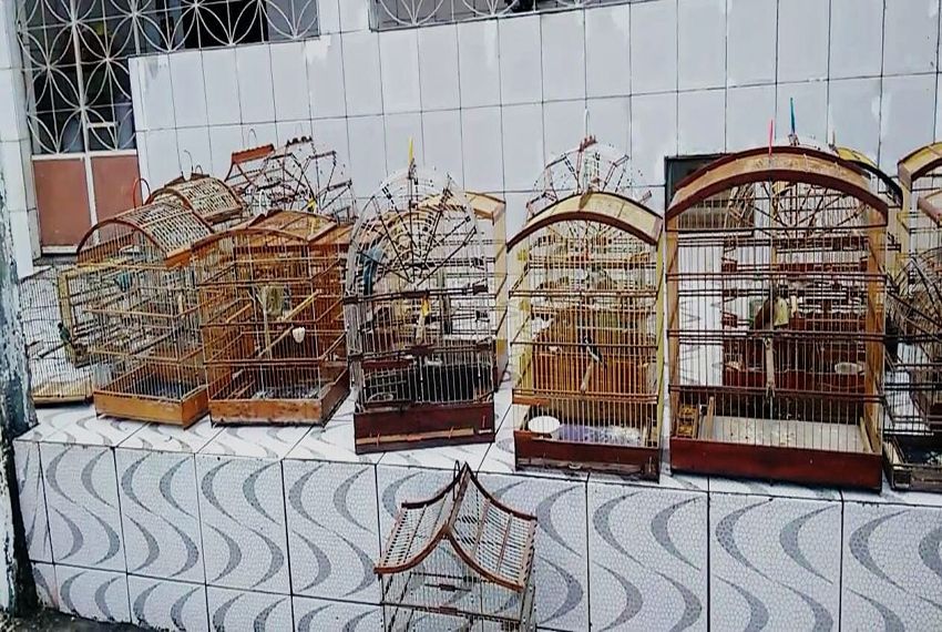 Operação resgata 25 aves silvestres em Maruim