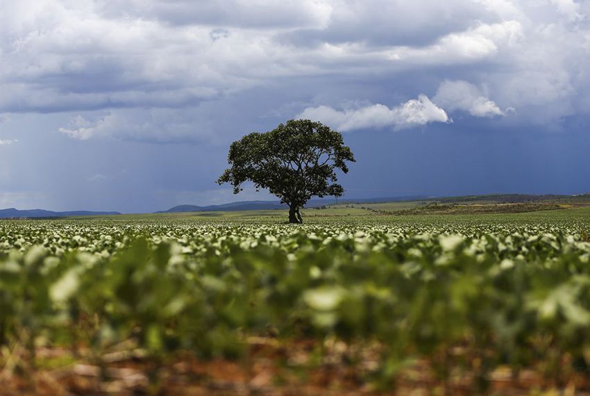 Desmatamento vem caindo, mas ainda há desafios