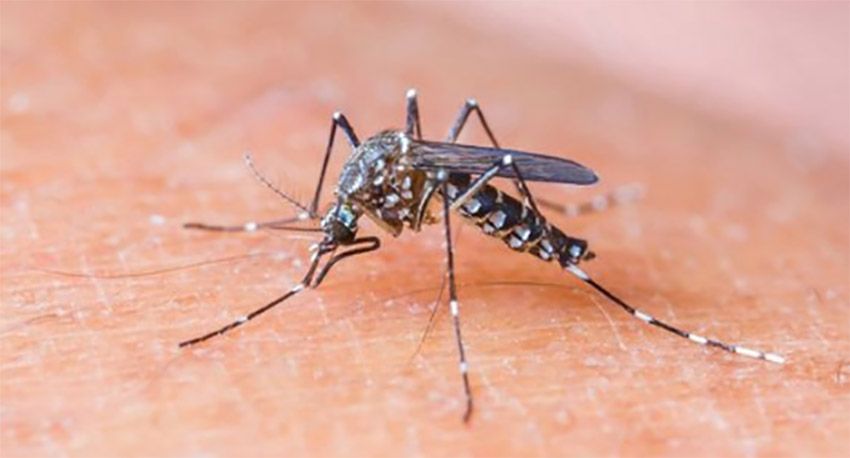 Aedes aegypti: Aracaju reduz índice de infestação