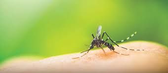 Casos de dengue aumentam 330% em Sergipe