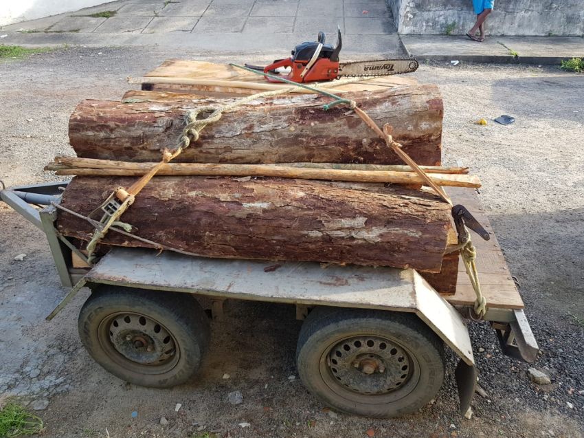 Polícia Civil apreende cargas de madeiras extraídas de reserva da Mata Atlântica
