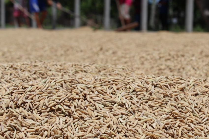 Rizicultores de Ilha das Flores aprendem técnicas de armazenamento de arroz