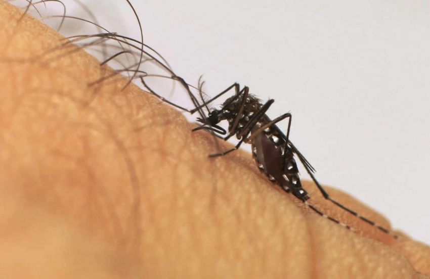 Dengue faz a 8ª vítima em Sergipe