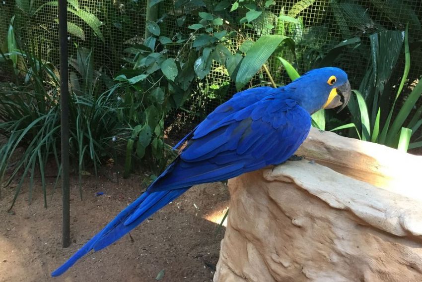População de animais em florestas cai pela metade desde 1970
