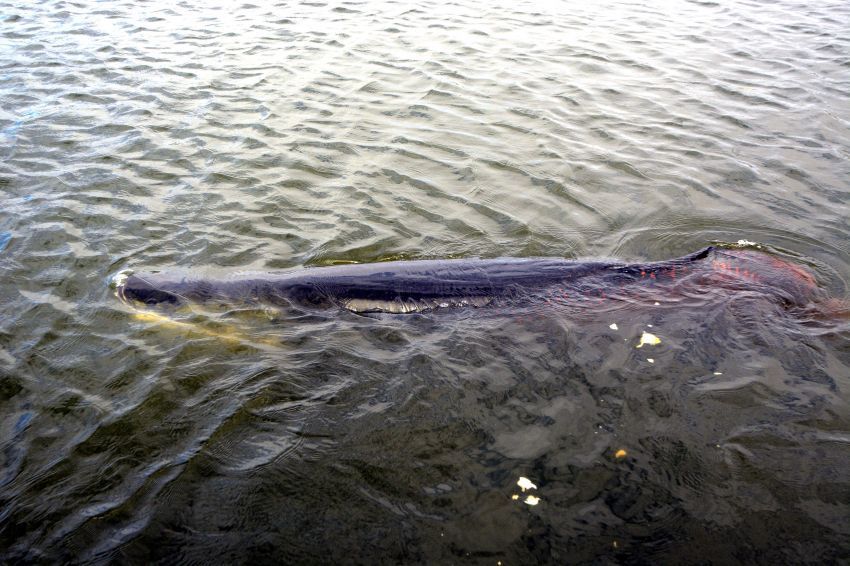 Pirarucu gigante é atração nos lagos da Orla da Atalaia