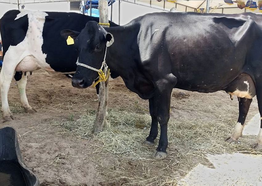 Parque de Exposições será construído em Santa Rosa do Ermírio Parque de Exposições será construído em Santa Rosa do Ermírio
