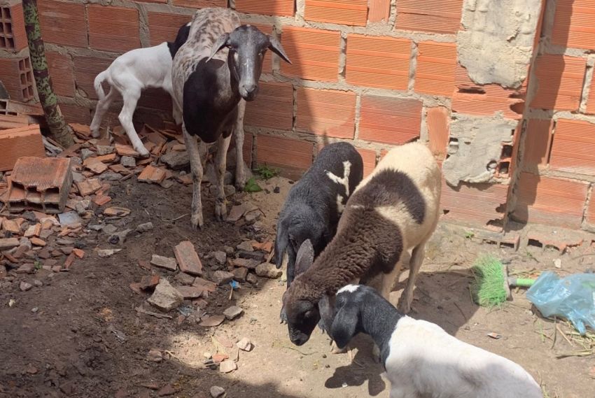 Polícia Civil prende suspeito por furto de ovelhas em Umbaúba