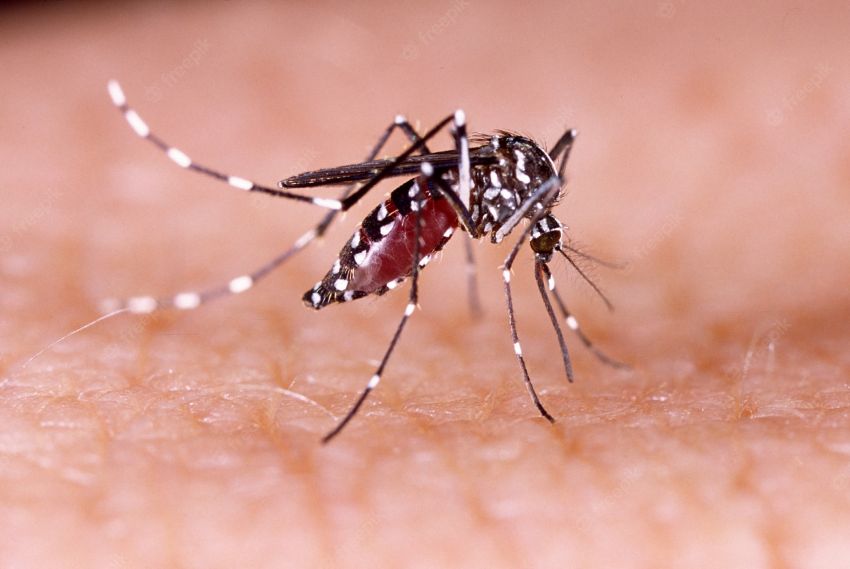 Casos de dengue, chikungunya e zika aumentam em Sergipe