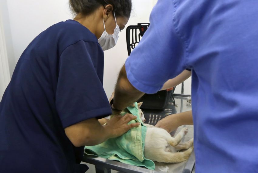 Prefeitura inicia castração de cães e gatos pelo programa Aju Animal