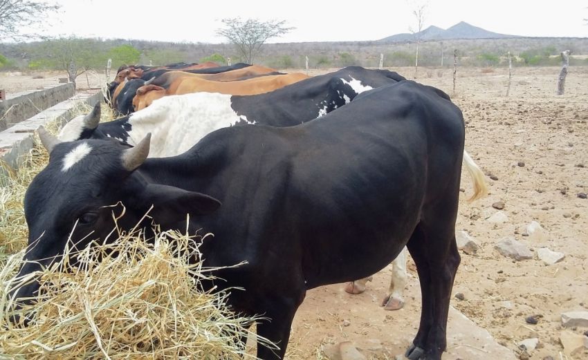 Emdagro tranquiliza a população de que não existe risco do 'mal da vaca louca' em Sergipe