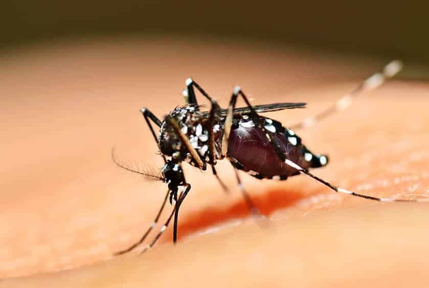 Aracaju: quatro bairros com alto risco de infestação do Aedes