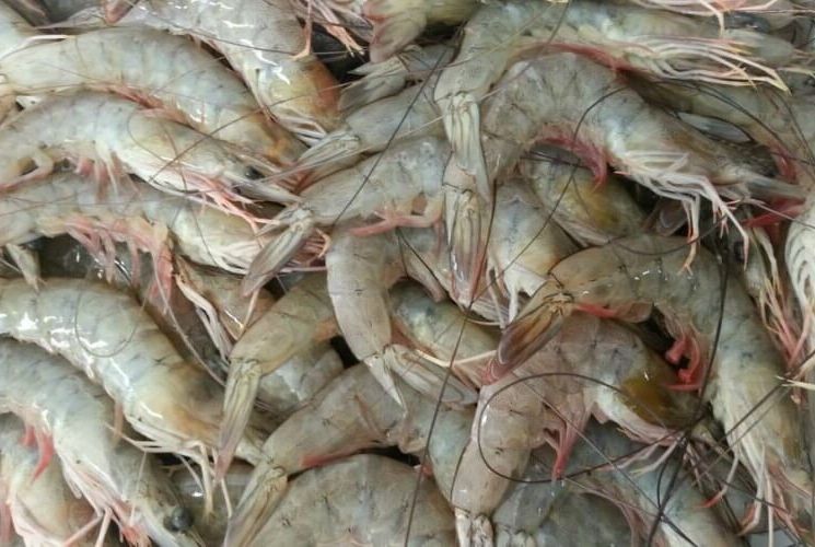 Justiça paralisa criação de camarões que degradou manguezal em SE
