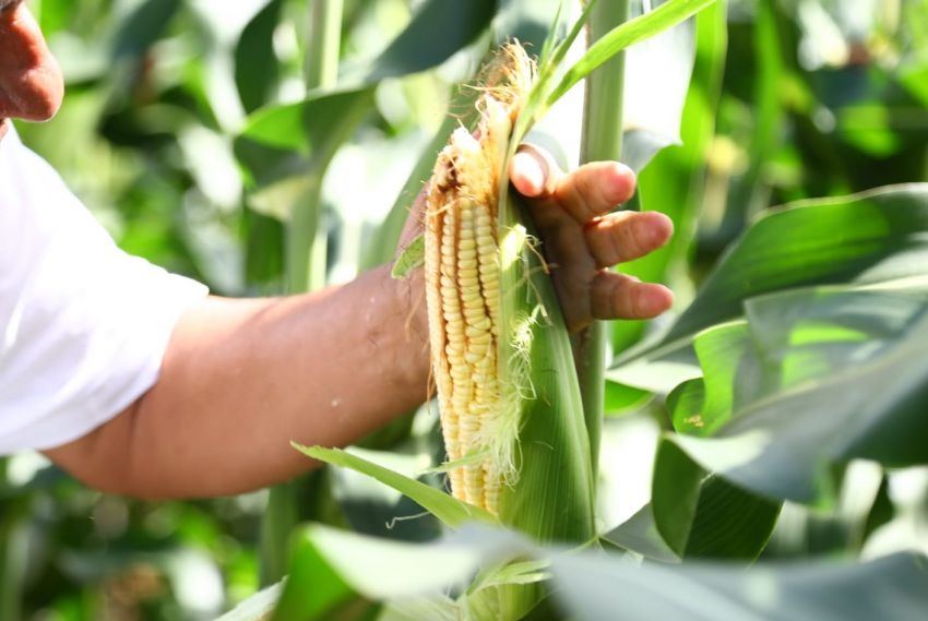 Agricultores dos perímetros irrigados devem colher 4 milhões de espigas de milho verde