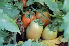 Tomaticultura na irrigação estadual do sertão cresceu 84%