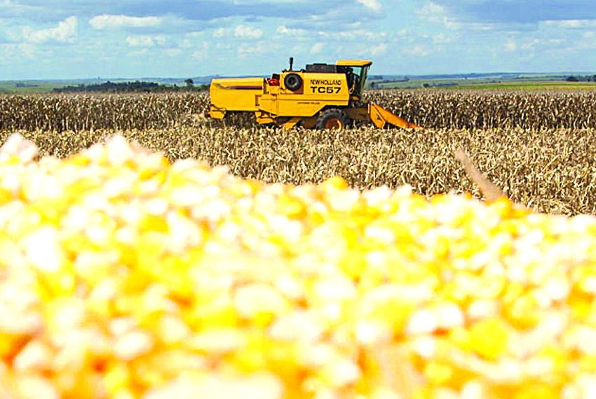 Sergipe Ter Redu O De Na Safra De Aponta O Ibge