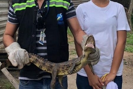 Adema instrui população sobre cobras e jacarés