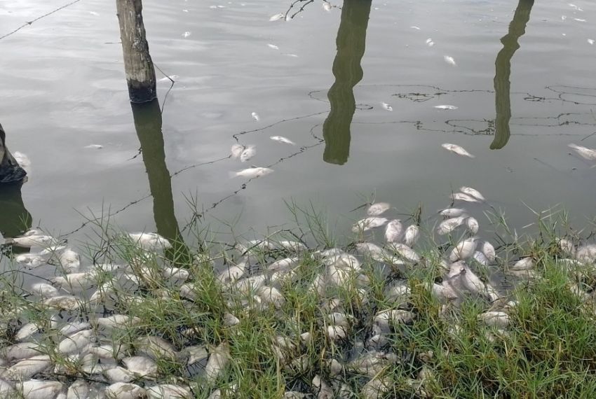 Adema inicia investigação sobre morte de peixes em Glória