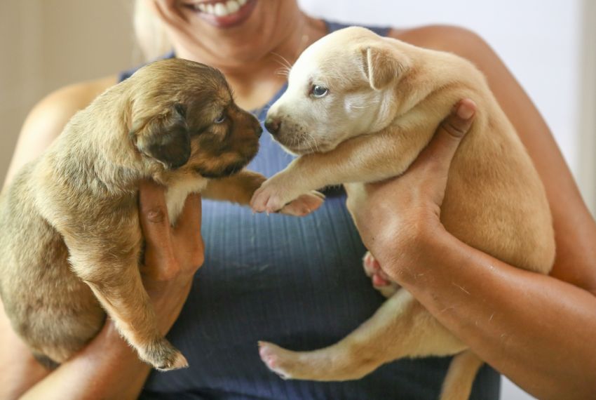 Aju Animal: programa municipal garante lar definitivo para cães e gatos