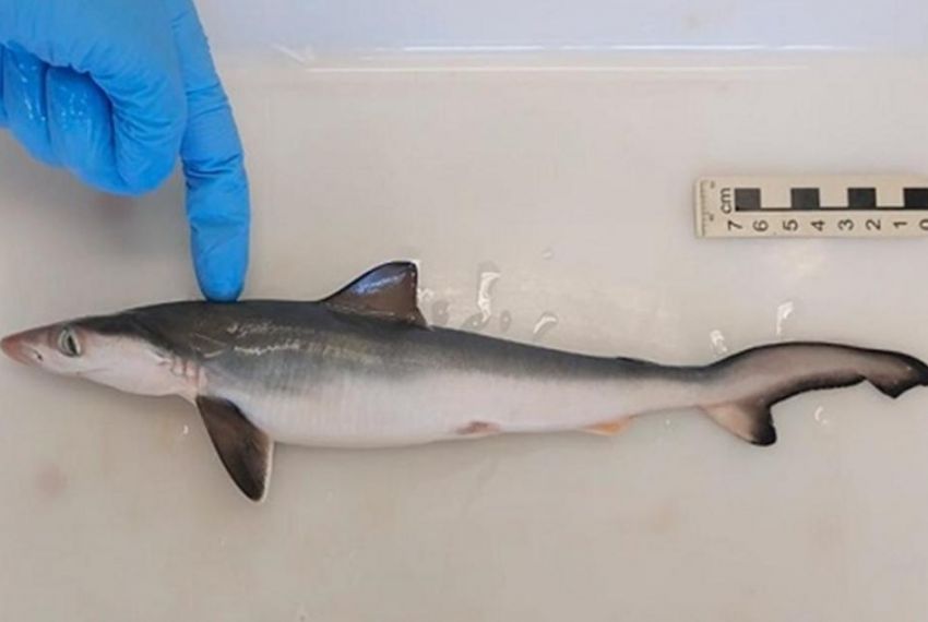 Altos níveis de cocaína são encontrados em tubarões brasileiros