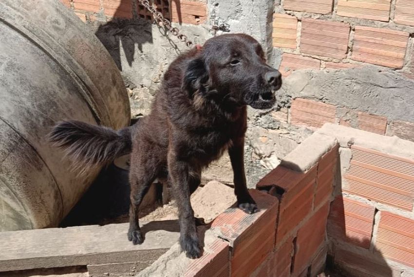 Cachorros são resgatados após maus-tratos na Zona Sul de Aracaju