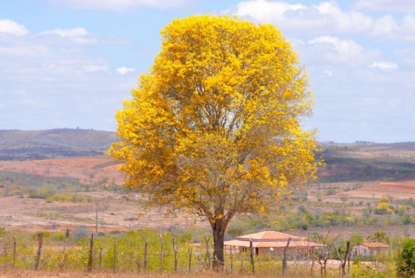 Primavera em Sergipe terá calor intenso e chuvas irregulares