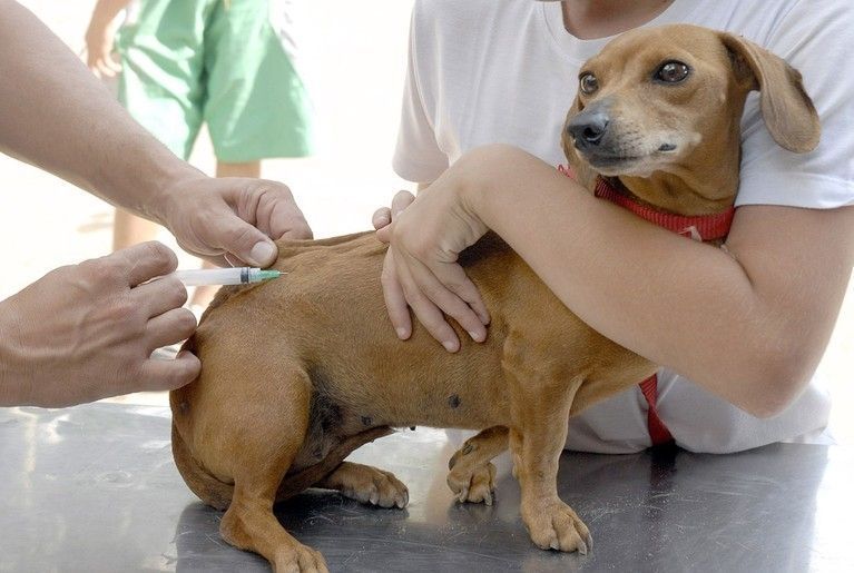 Cadastro para vacinação antirrábica a domicílio vai até sábado, 28