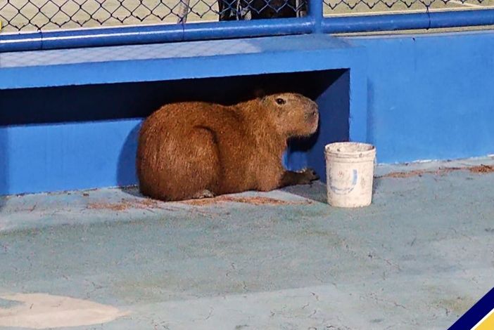 Capivara é resgatada em quadra de tênis na Orla da Atalaia