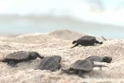 Condomínios da Barra dos Coqueiros terão que proteger tartarugas