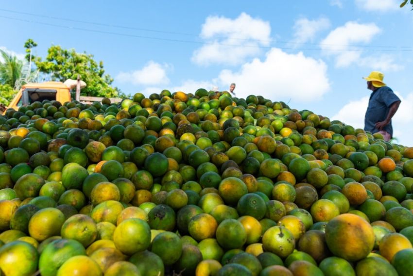 Sergipe envia 5,79 mil toneladas de laranja a Ceasas de todo Brasil