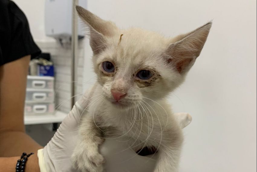 Depama resgata filhotes de gatos em situação de maus-tratos em Aracaju