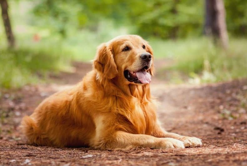 Brasil tem terceira maior população pet do mundo