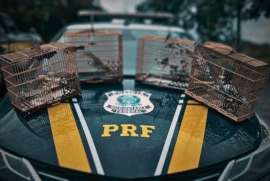 PRF flagra transporte irregular de aves silvestres em Estância/SE