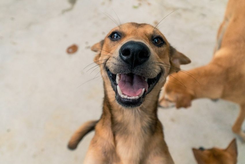 Animais domésticos terão direito a RG com cadastro nacional