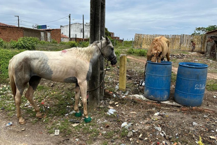 Polícia recupera cavalos furtados do Centro de Zoonoses de Propriá