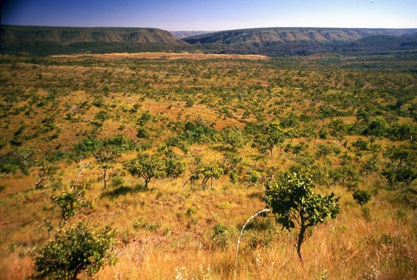 Desmatamento no Cerrado caiu 33% em 2024, mas ainda é elevado