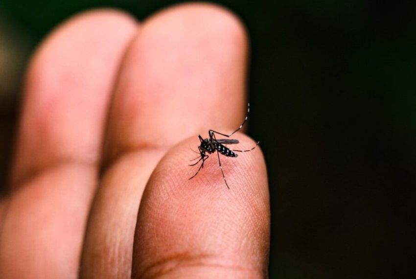 Opas emite alerta para risco de surtos de dengue 3 nas Américas