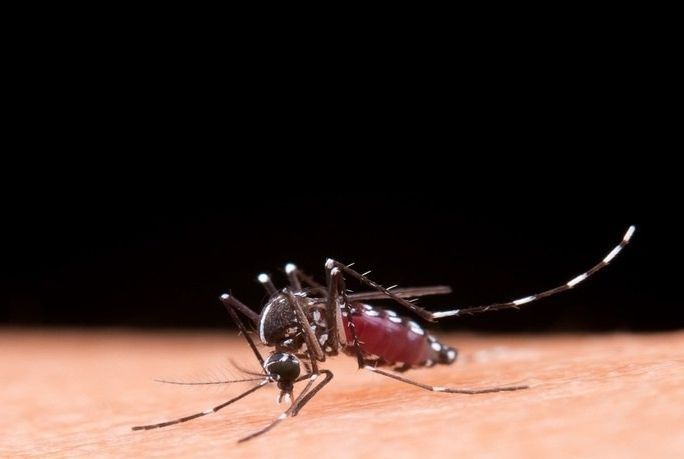 Casos de dengue no Brasil caem 60% nas primeiras semanas do ano