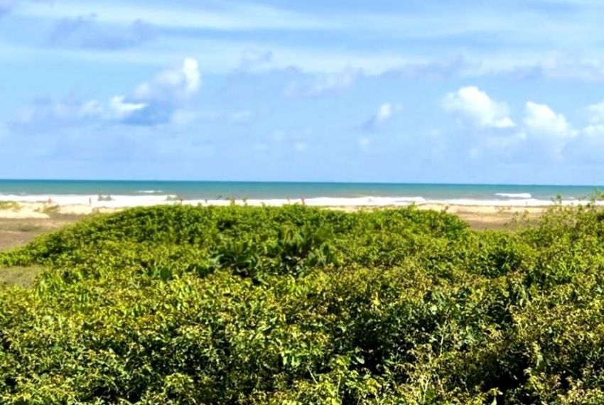 Sema esclarece sobre plantas invasoras na zona litorânea de Aracaju