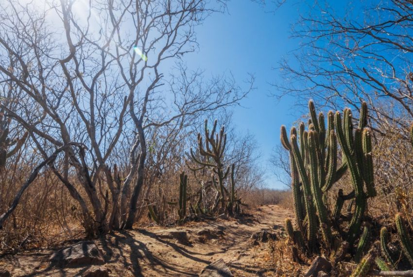 Sergipe registra abrandamento da seca de grave para moderada