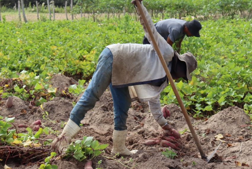 Agricultura Regenerativa quer dobrar produção irrigada de batata-doce