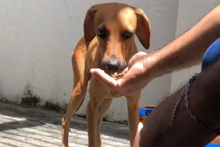 Cachorro é resgatado em situação de maus-tratos em Boquim