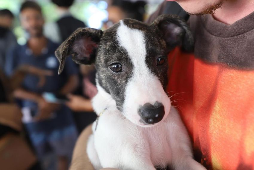 Sema disponibiliza vagas para lares temporários de cães e gatos