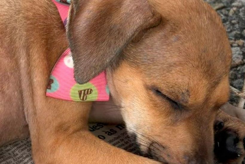 Shopping Jardins realiza evento de adoção ‘Amigo Pet’ no sábado