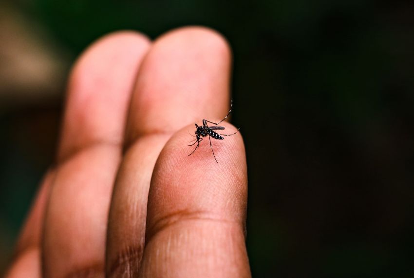 Menina de 9 anos morre vítima de dengue hemorrágica em Tobias Barreto
