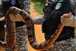Guarda Municipal resgata jibóias em Nossa Senhora do Socorro