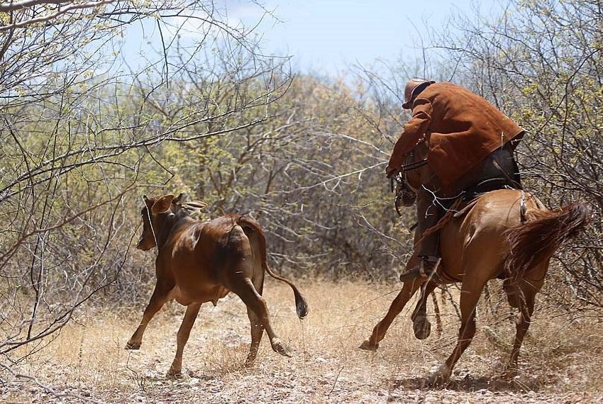 PL que regula vaquejada, cavalgada e pega de boi no mato é aprovado