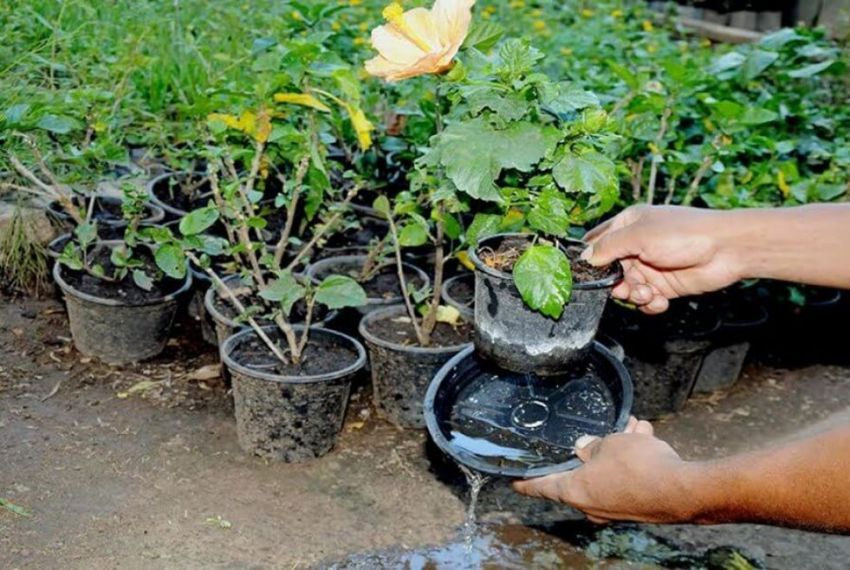 Nove municípios de Sergipe registram alto risco para Aedes aegypti