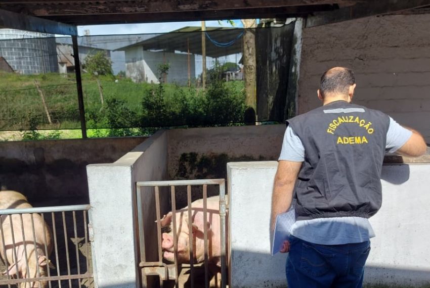 Adema encontra irregularidades em granja de suínos em São Cristóvão
